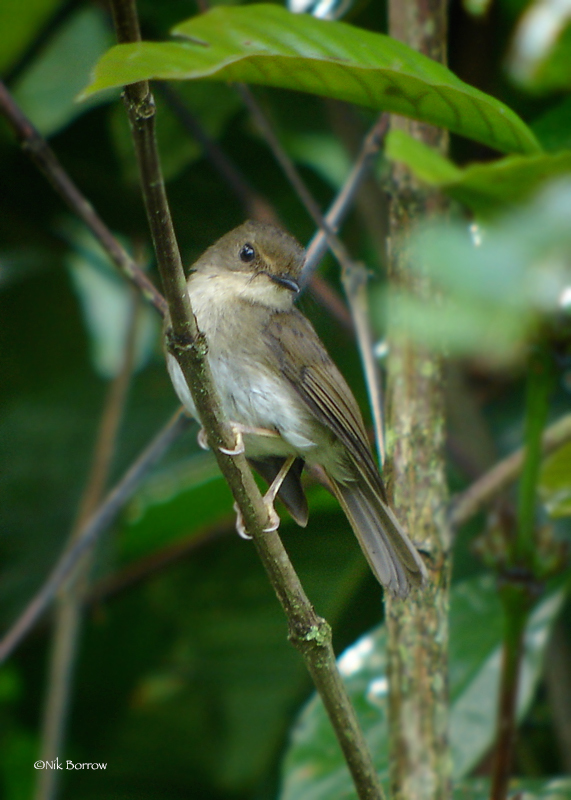 Gabela Akalat (Sheppardia gabela)