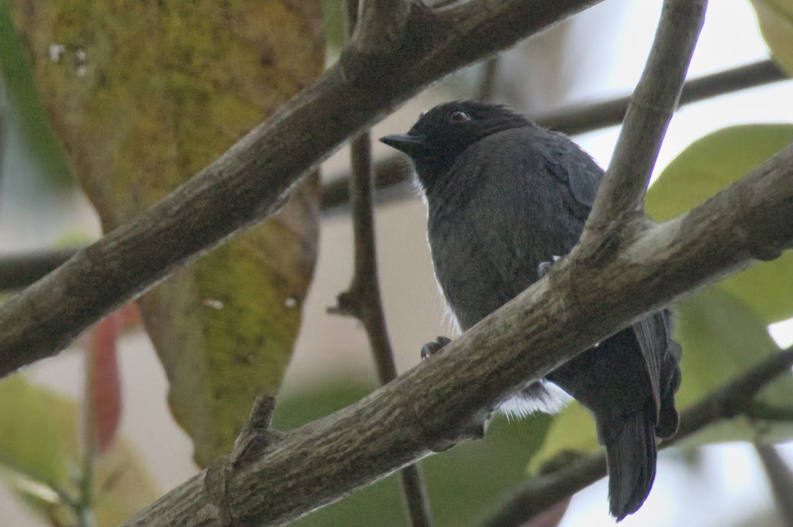 Dusky Tit (Melaniparus funereus)