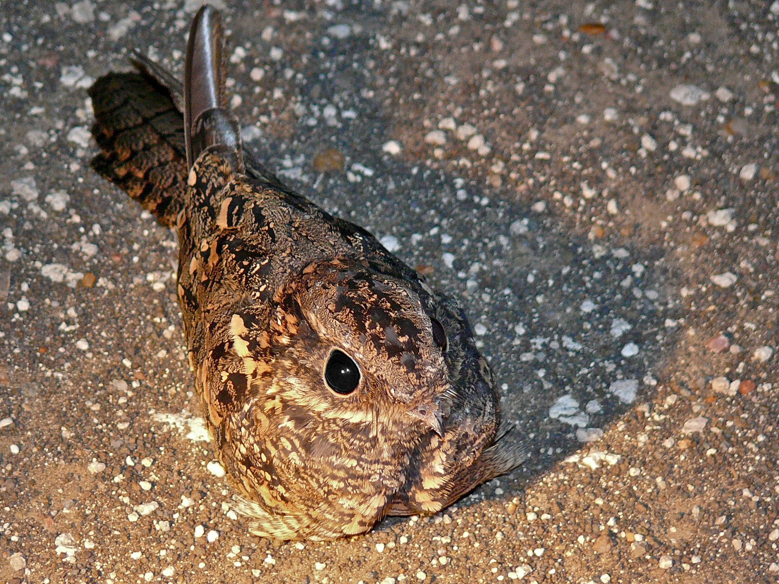 Square-Tailed Nightjar (Caprimulgus fossii)