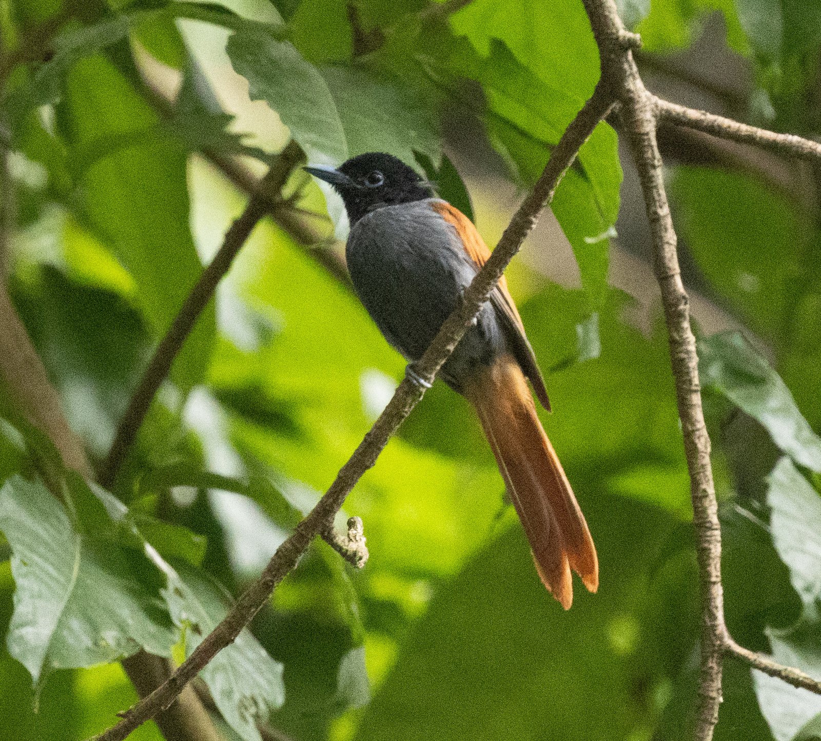Rufous-Vented Paradise Flycatcher (Terpsiphone rufocinerea)
