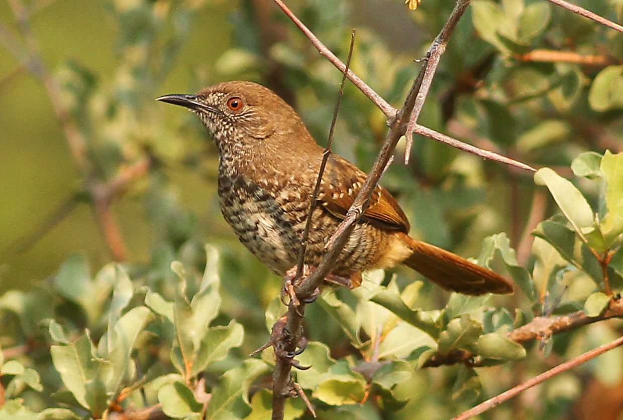 Barred Wren-Warbler (Calamonastes fasciolatus)