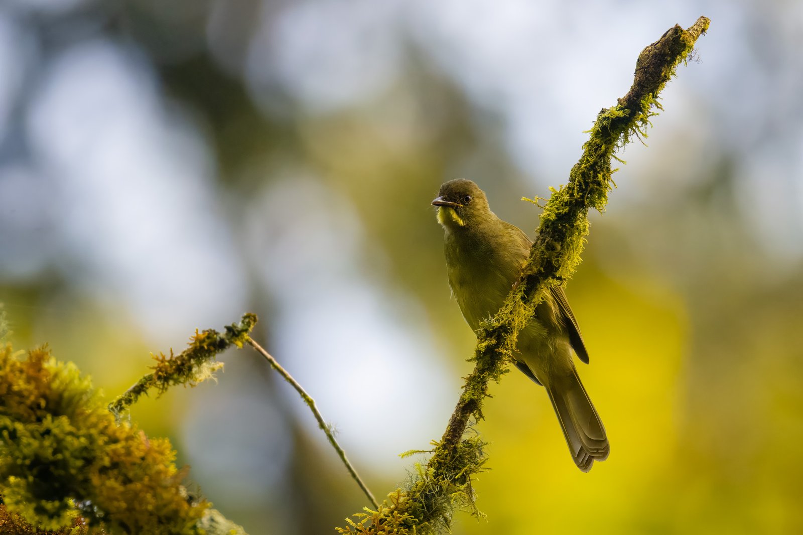 Yellow-Whiskered Greenbul (Eurillas latirostris)