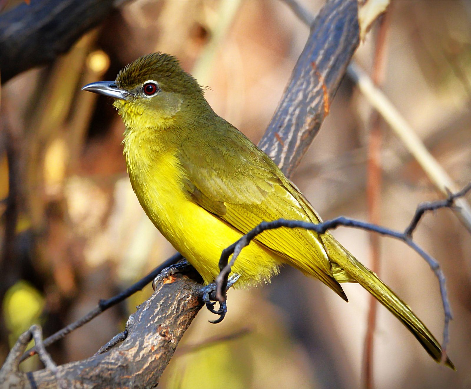 Yellow-Bellied Greenbul (Chlorocichla flaviventris)