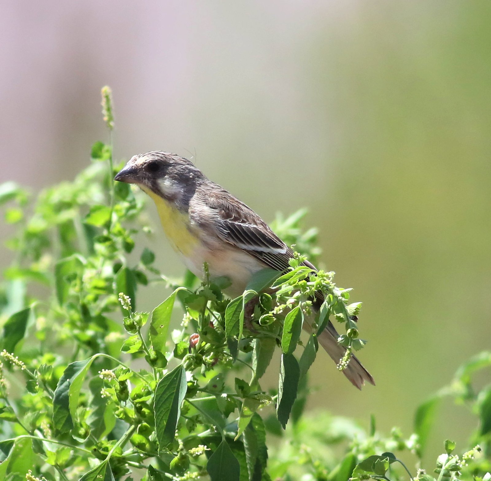 Lemon-Breasted Canary (Crithagra citrinipectus)