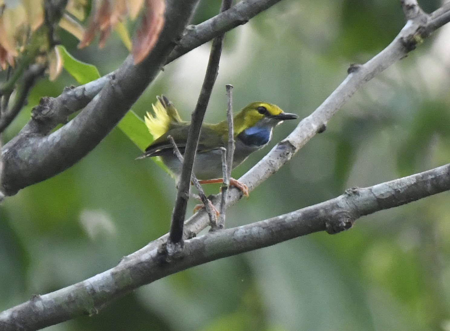 Yellow-Browed Camaroptera (Camaroptera superciliaris)