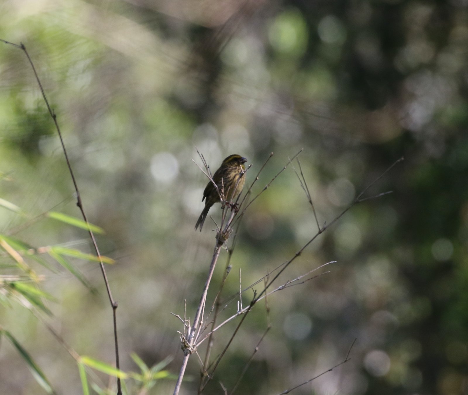 Yellow-Browed Seedeater (Crithagra whytii)
