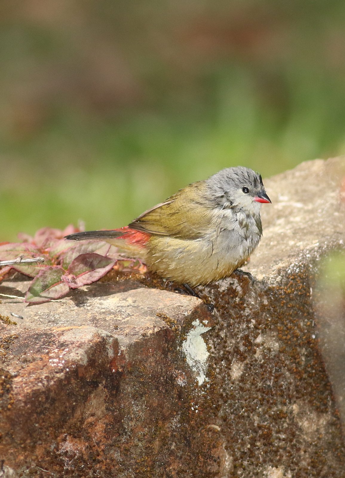 Yellow-Bellied Waxbill (Coccopygia quartinia)