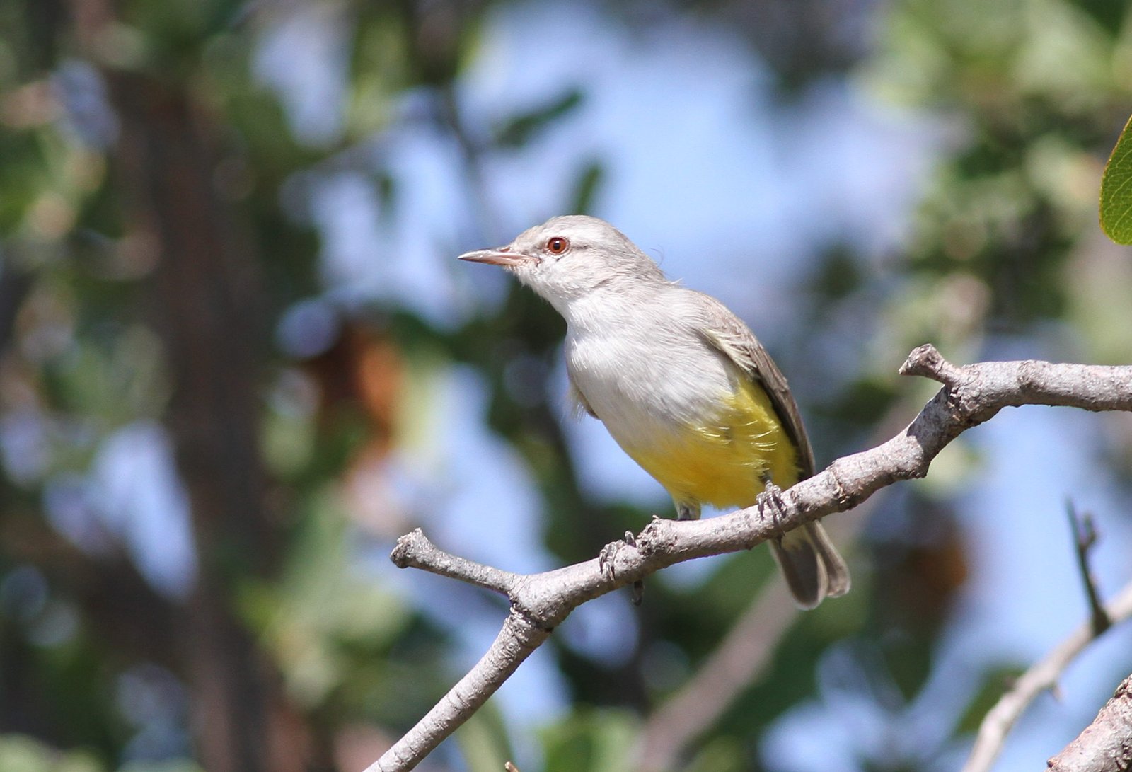 Yellow-Bellied Eremomela (Eremomela icteropygialis)