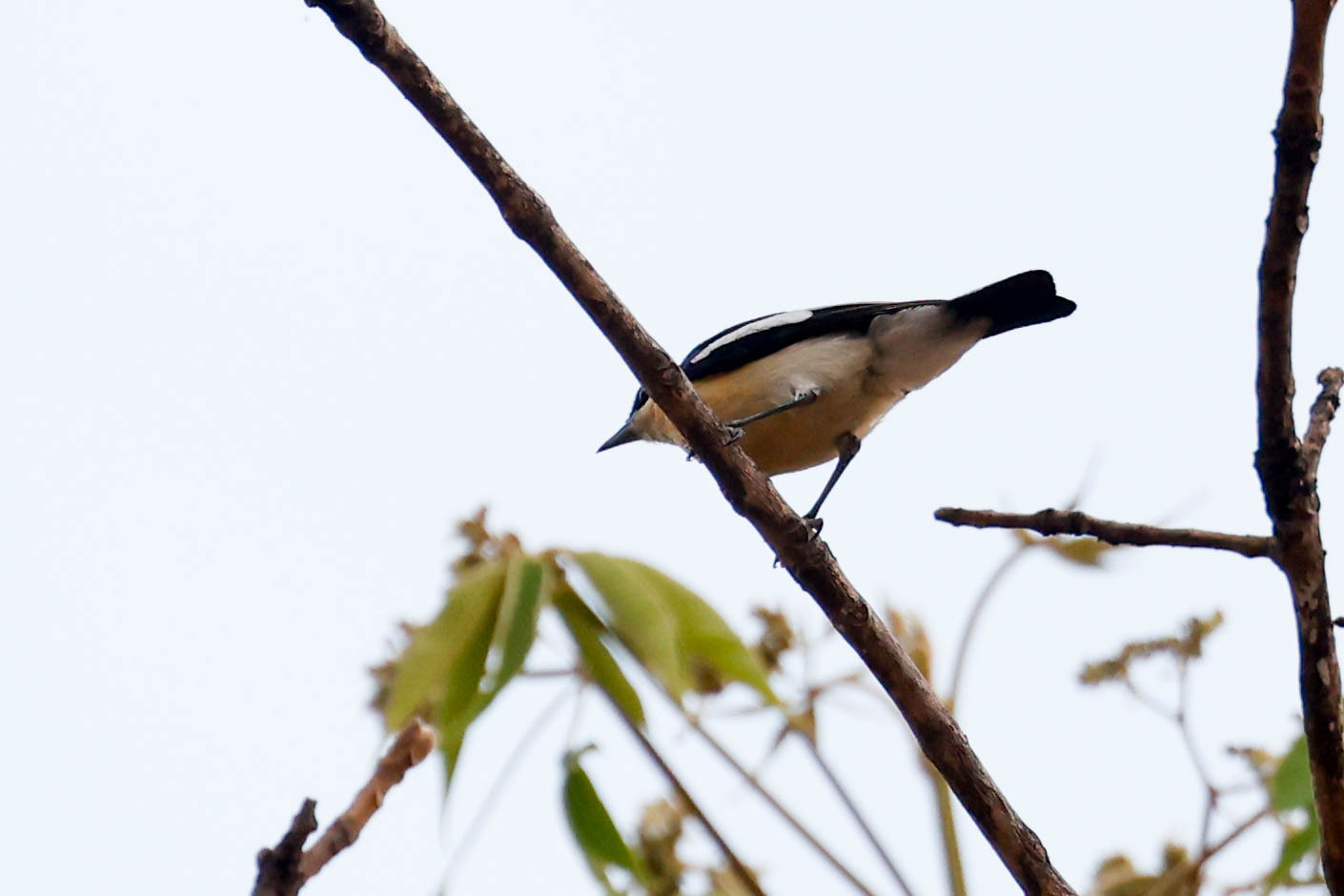 Yellow-Bellied Hyliota (Hyliota flavigaster)