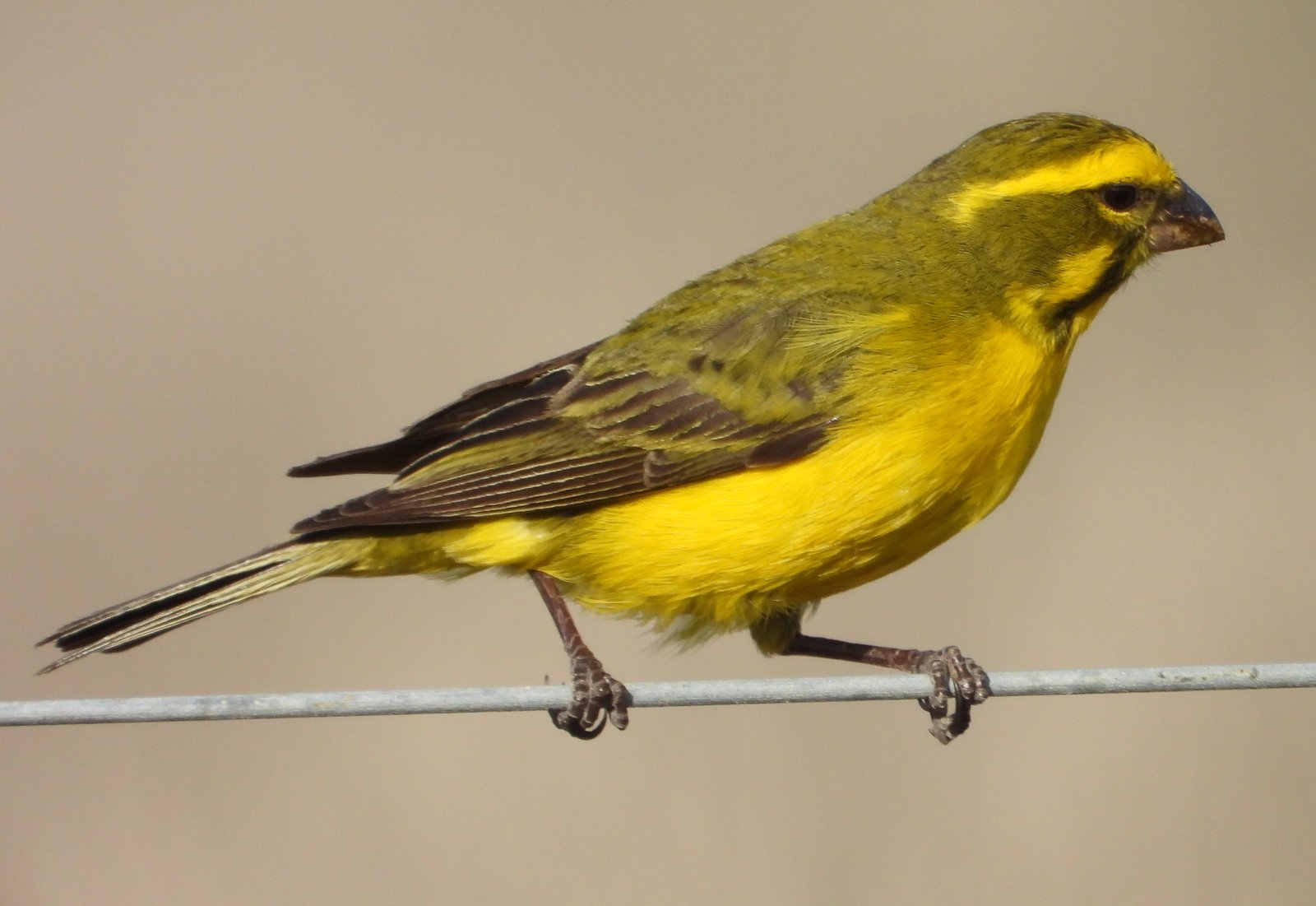 Yellow Canary (Crithagra flaviventris)