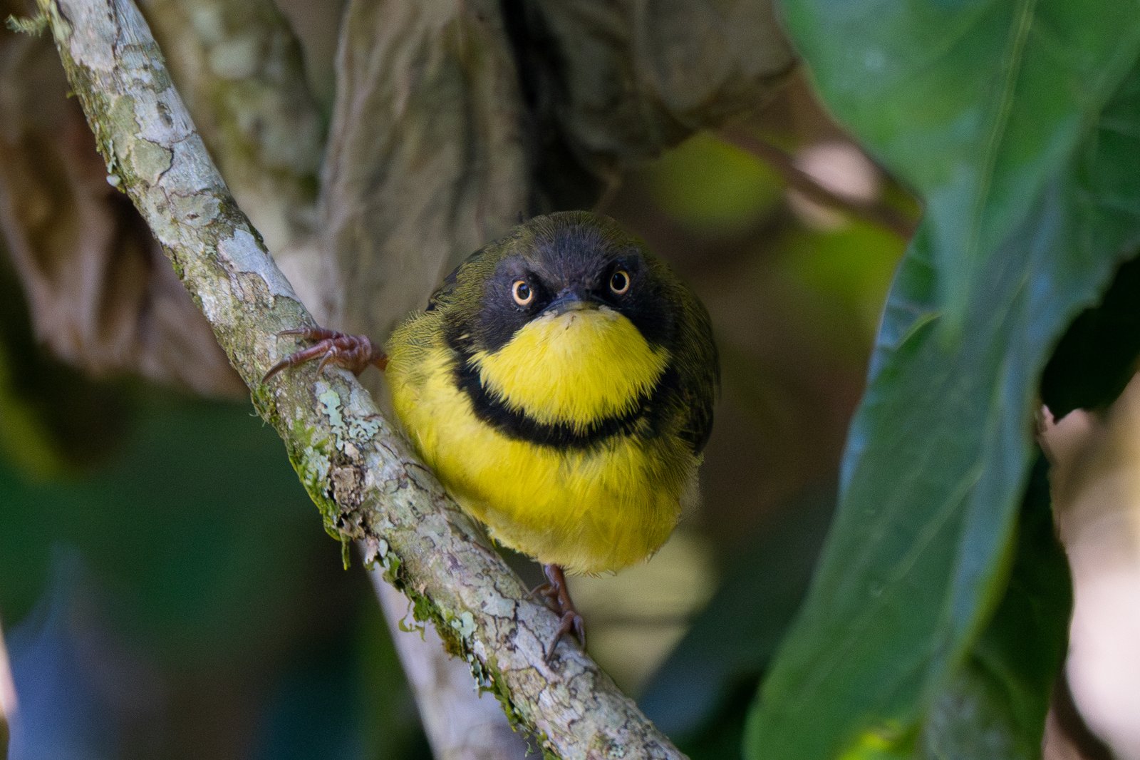 Yellow-Throated Apalis (Apalis flavigularis)