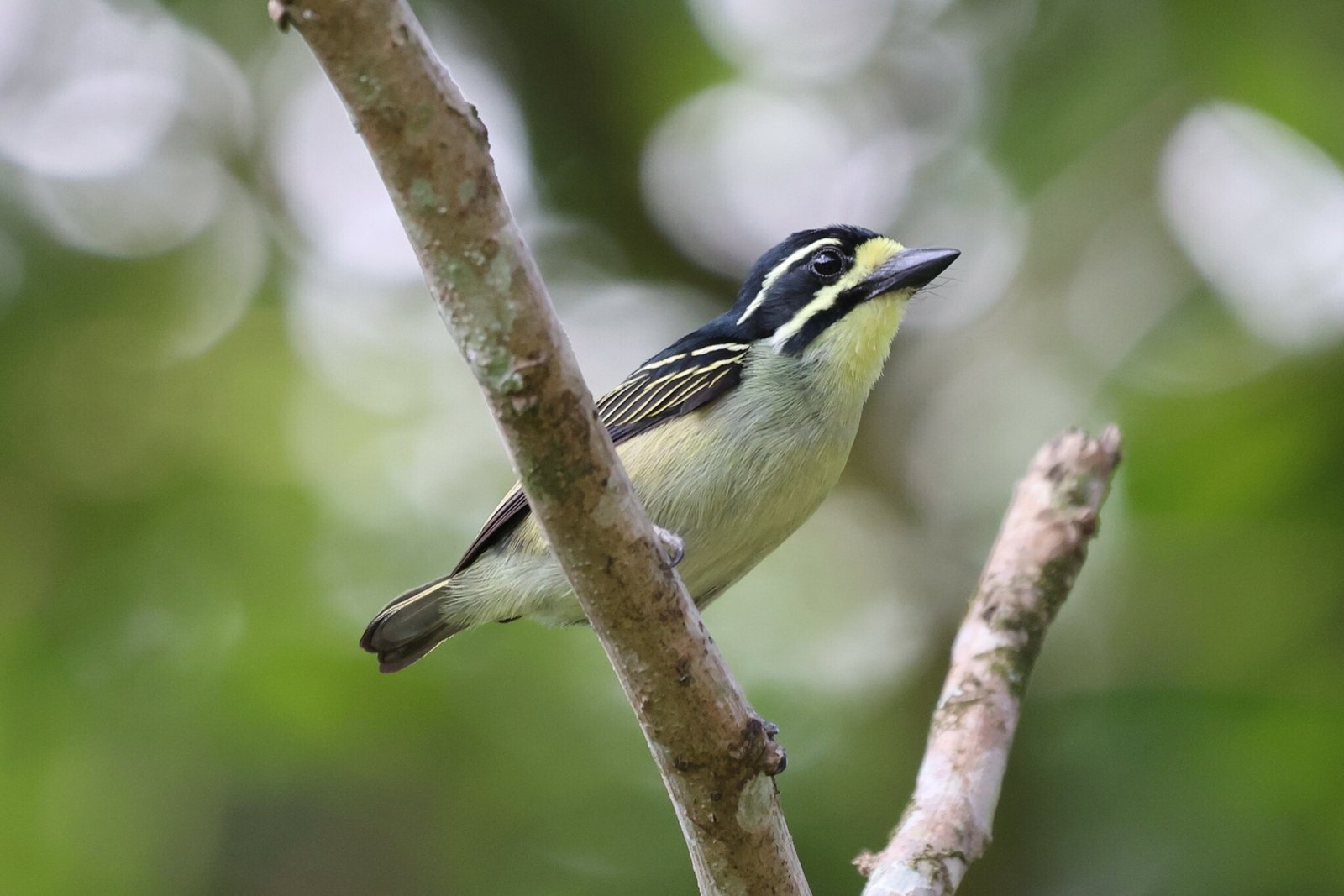 Yellow-Throated Tinkerbird (Pogoniulus subsulphureus)
