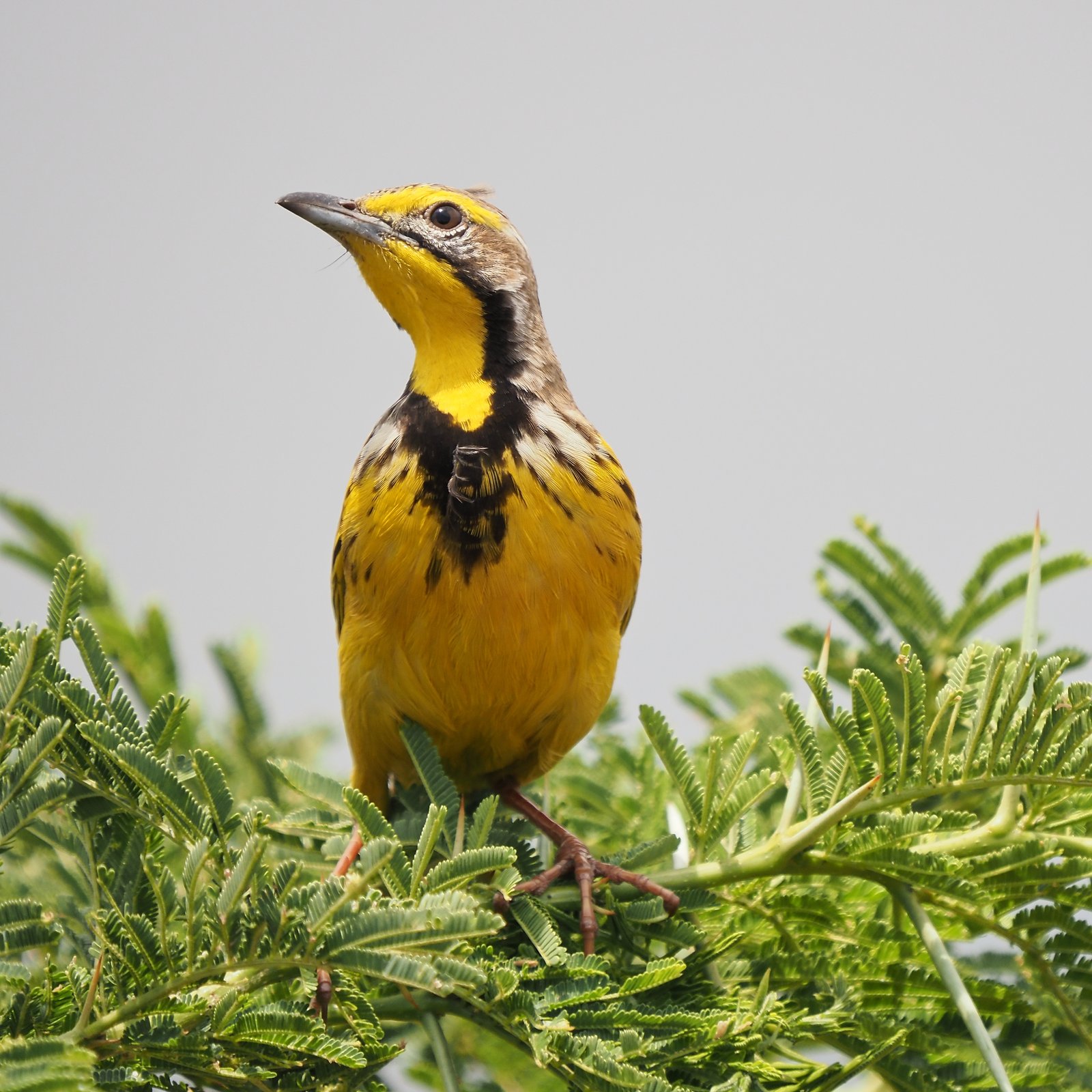 Yellow-Throated Longclaw (Macronyx croceus)