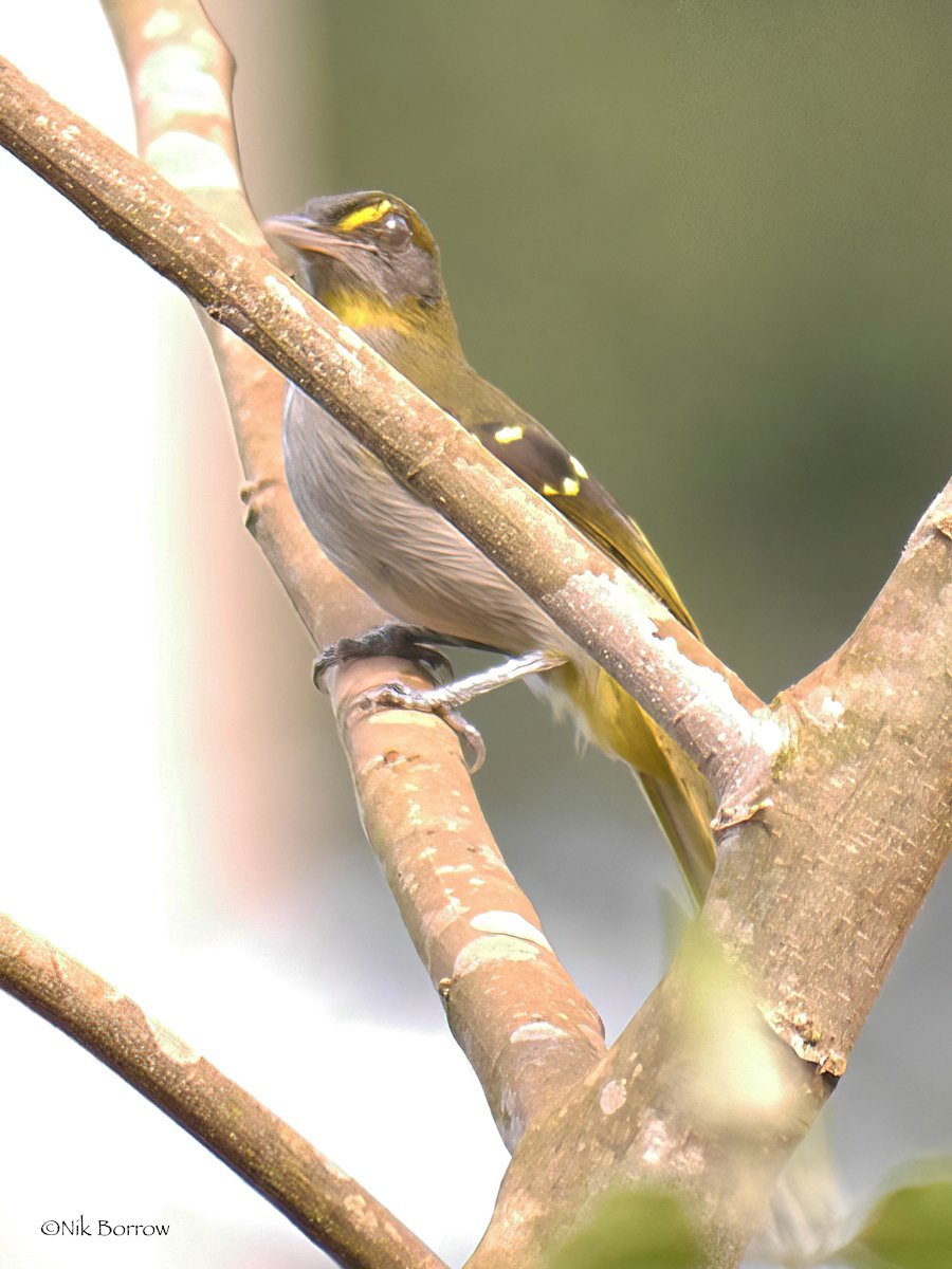 Yellow-Throated Nicator (Nicator vireo)