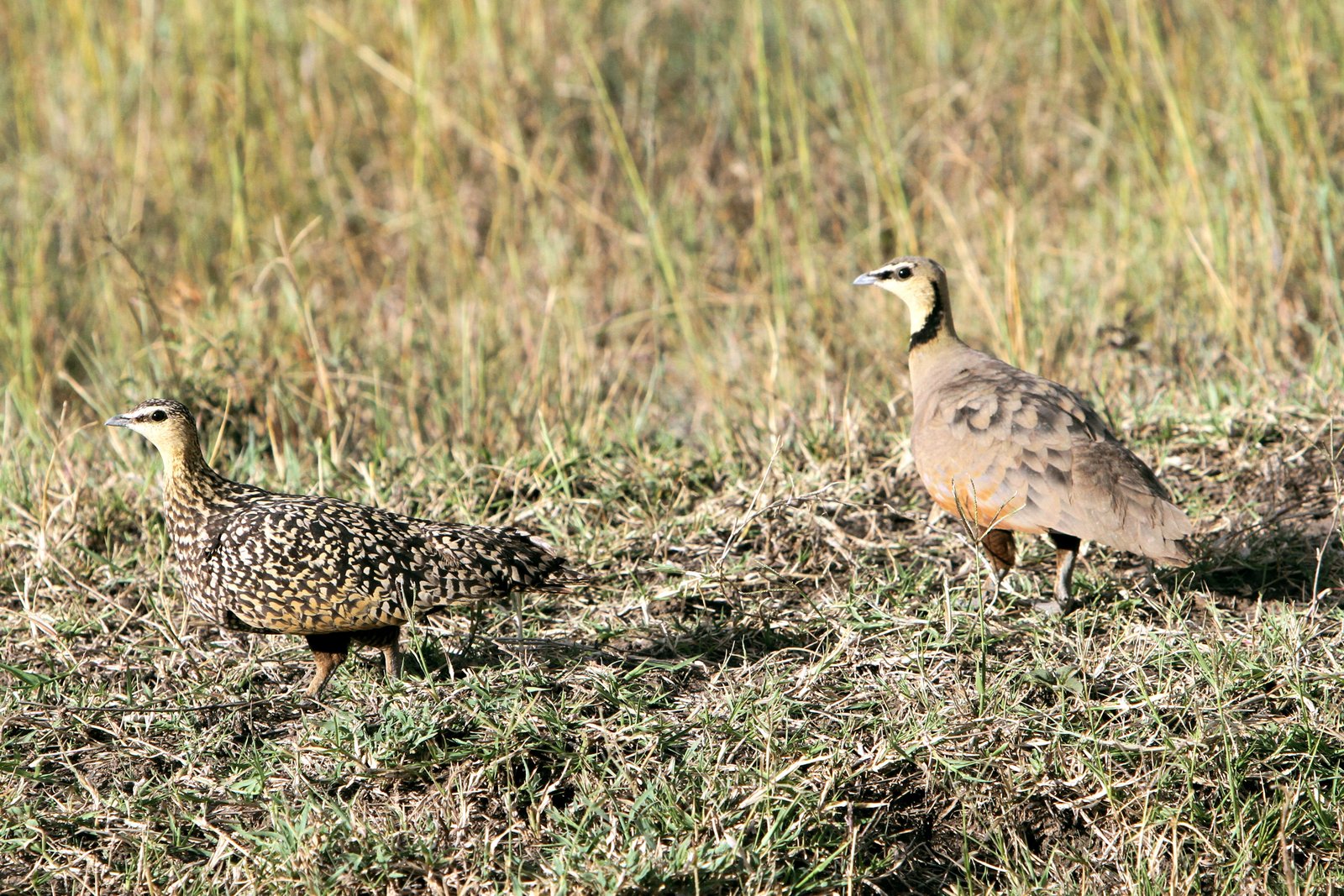 Yellow-Throated Sandgrouse (Pterocles gutturalis)