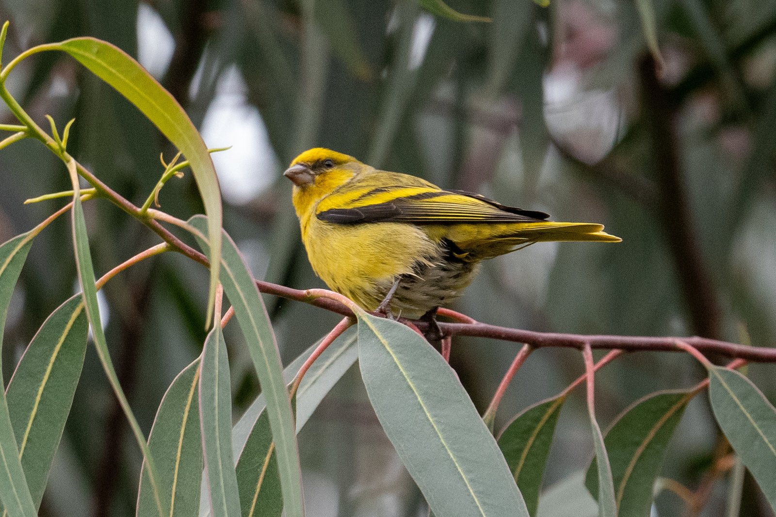 Yellow-Crowned Canary (Serinus flavivertex)