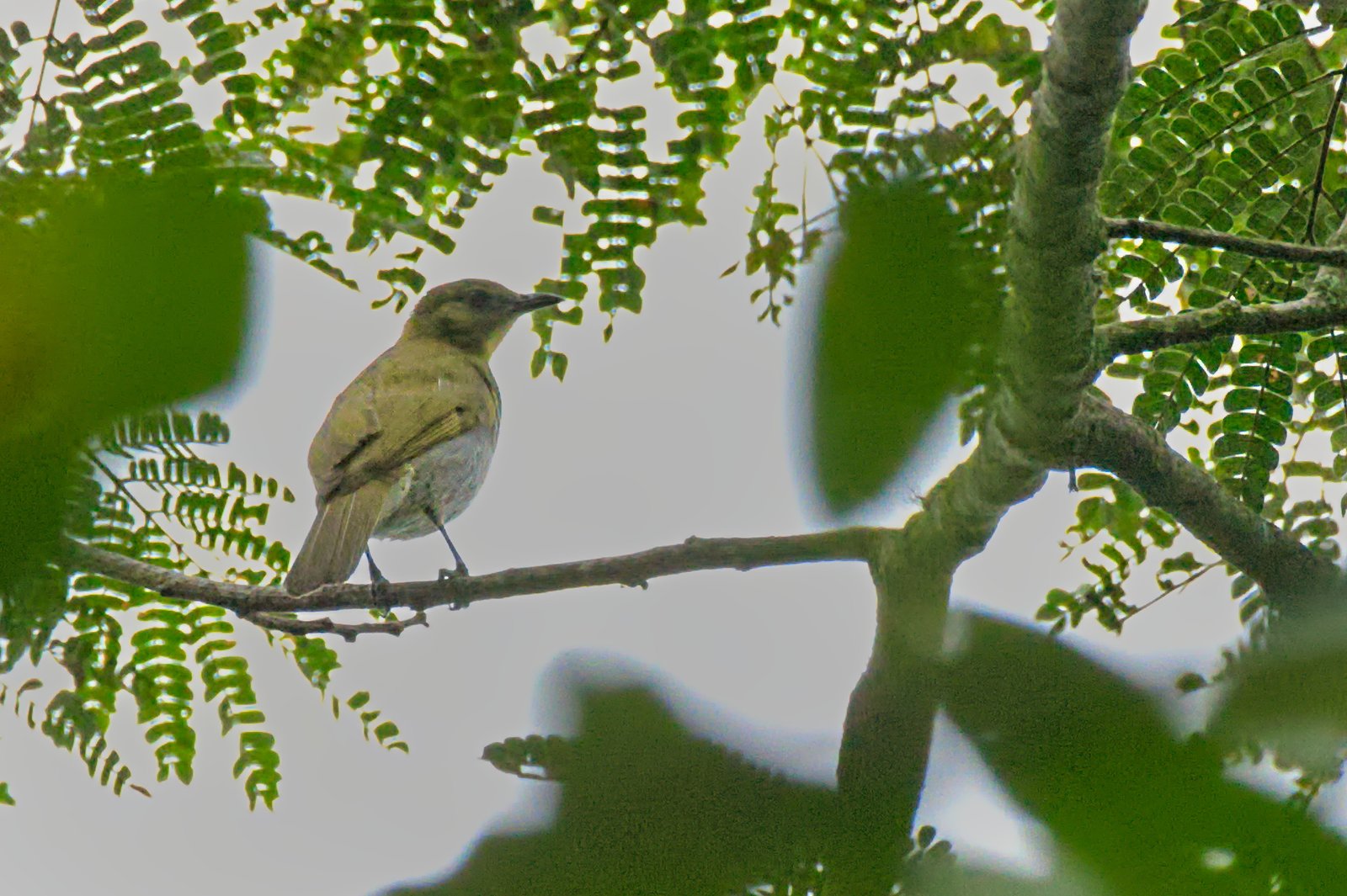 Falkenstein's Greenbul (Chlorocichla falkensteini)