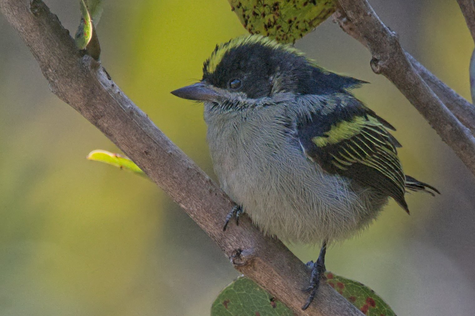 Western Tinkerbird (Pogoniulus coryphaea)