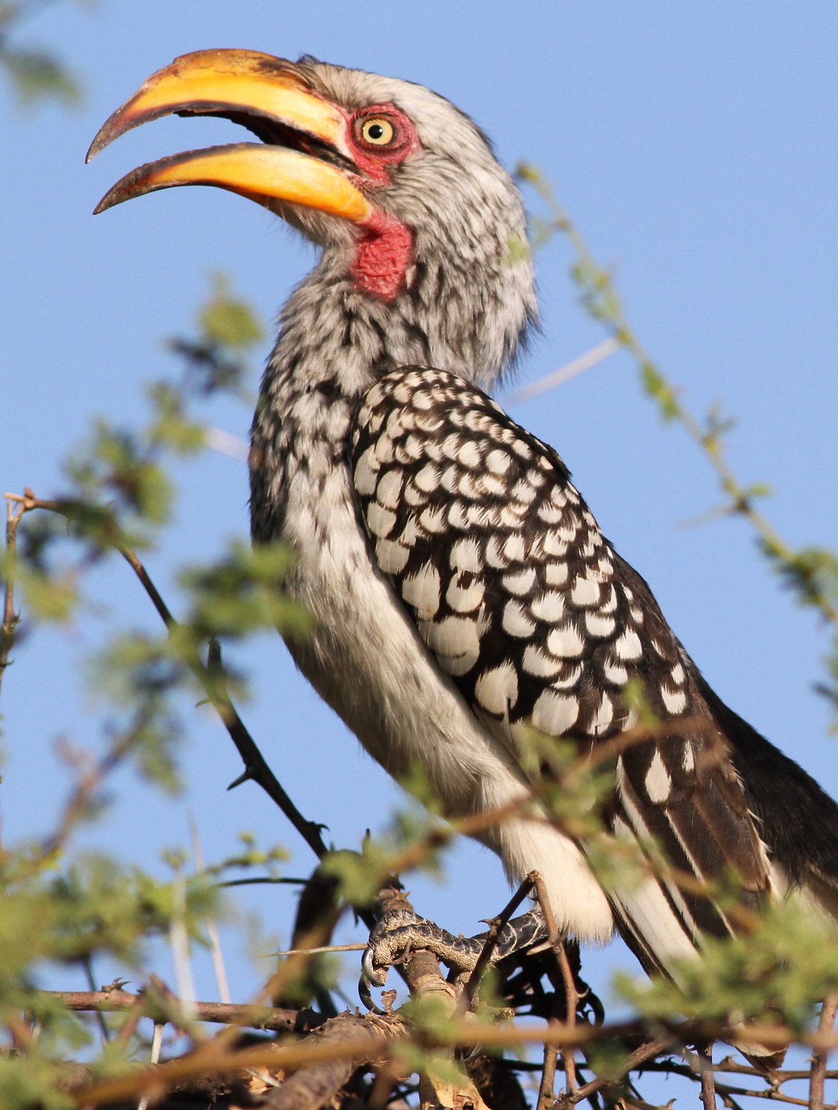 Southern Yellow-Billed Hornbill (Tockus leucomelas)