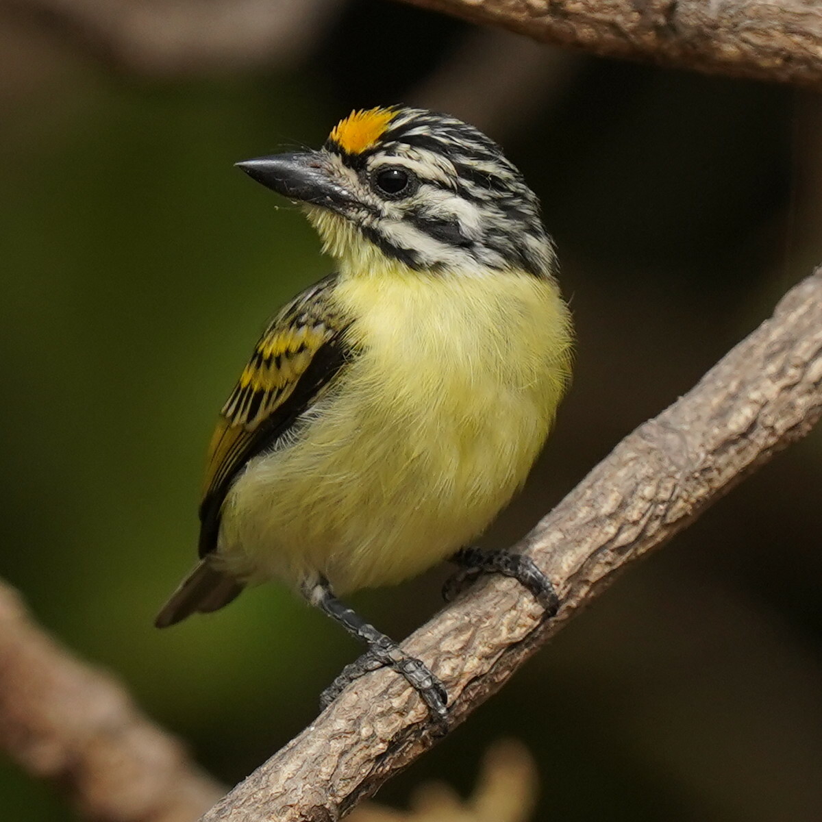 Yellow-Fronted Tinkerbird (Pogoniulus chrysoconus)