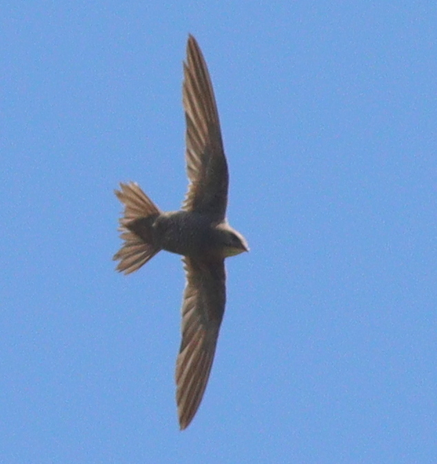 Mottled Swift (Tachymarptis aequatorialis)