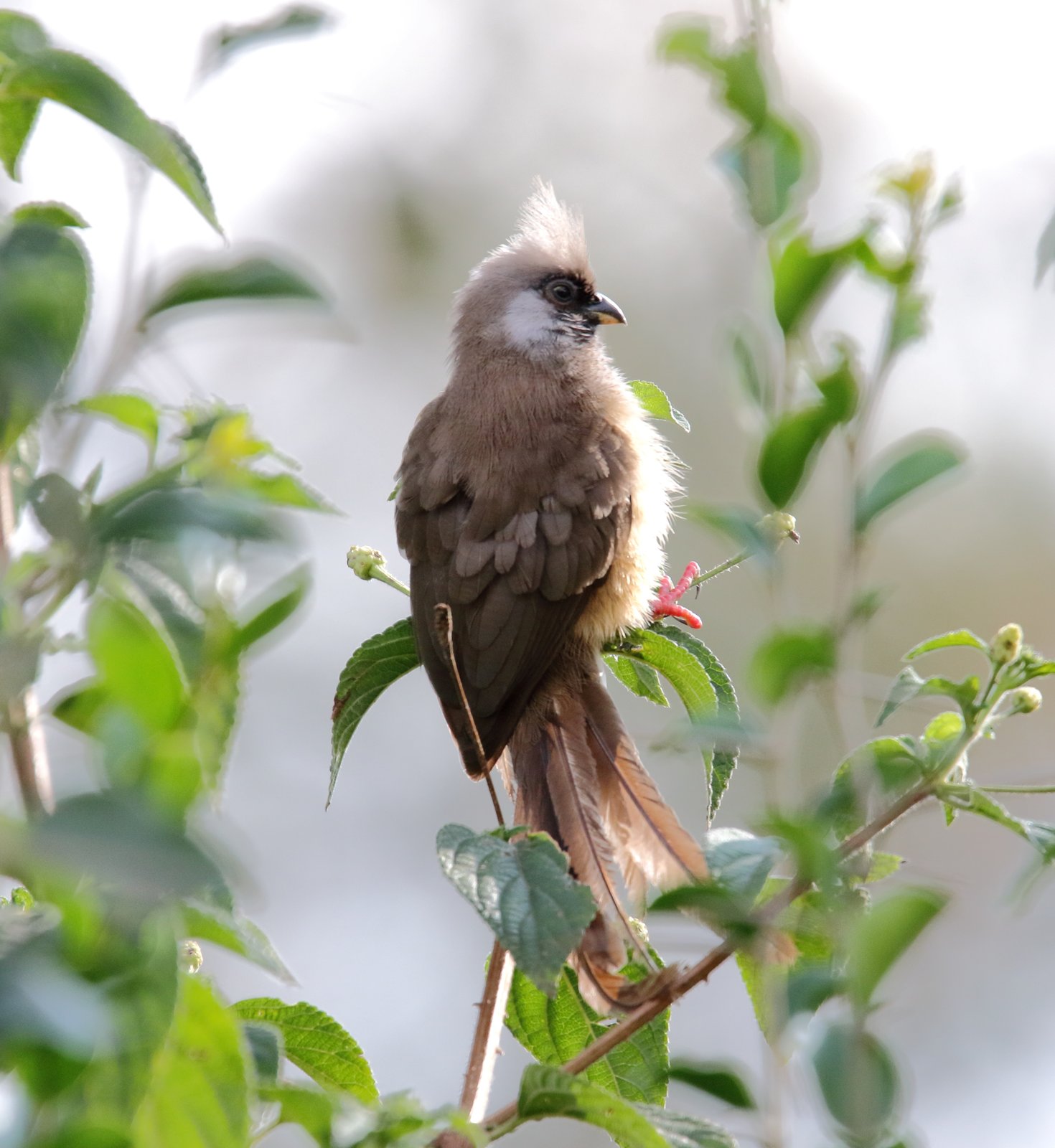 Speckled Mousebird (Colius striatus)
