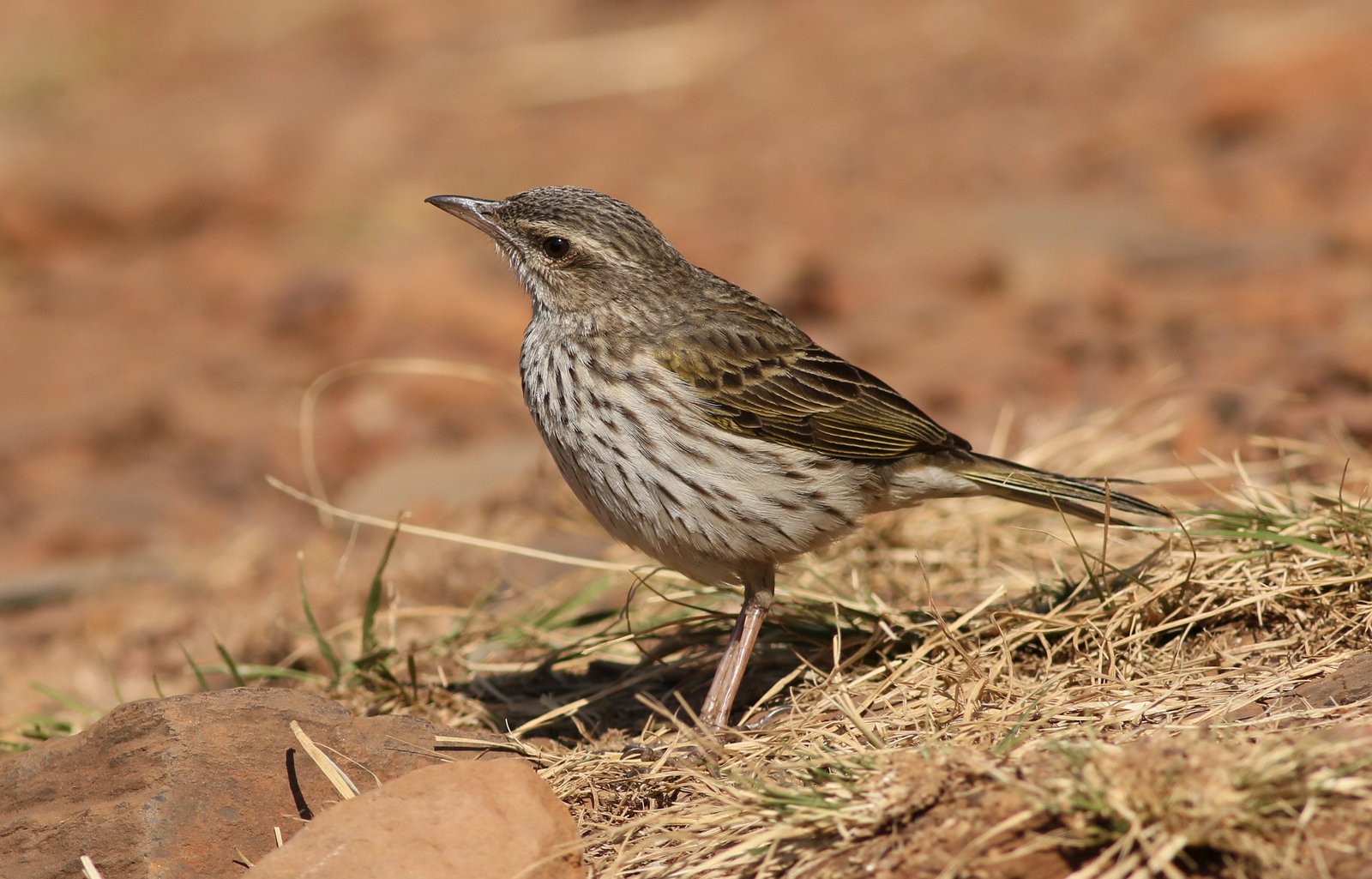 Striped Pipit (Anthus lineiventris)