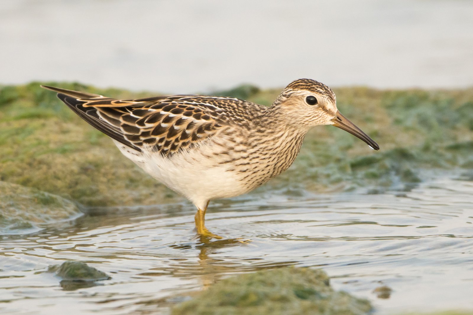 Pectoral Sandpiper (Calidris melanotos)