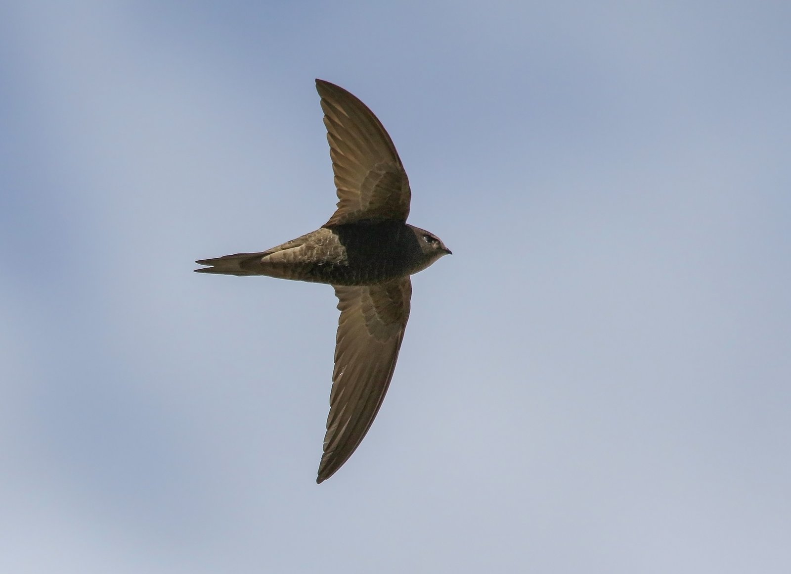 Common Swift (Apus apus)