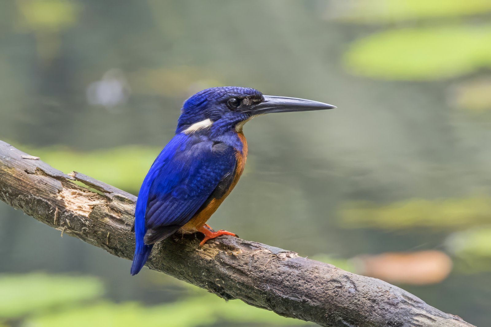 Shining-Blue Kingfisher (Alcedo quadribrachys)