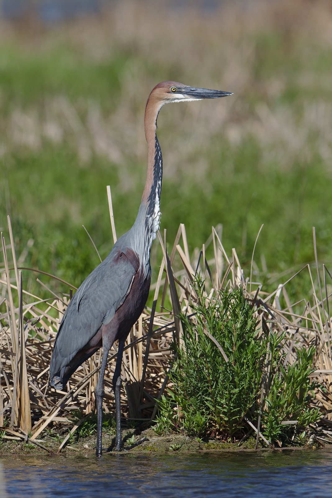 Goliath Heron (Ardea goliath)