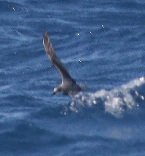 Cape Verde Petrel (Pterodroma feae)