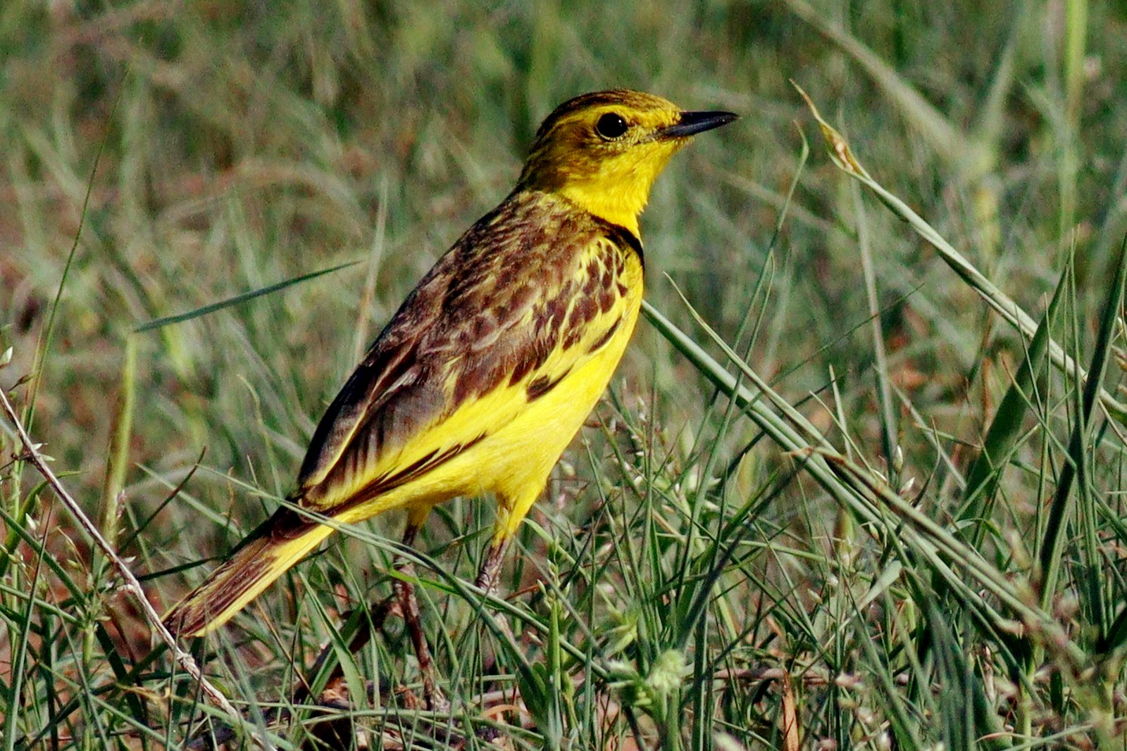 Golden Pipit (Tmetothylacus tenellus)