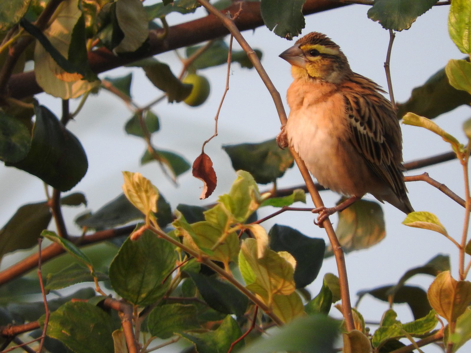 Golden-Backed Bishop (Euplectes aureus)