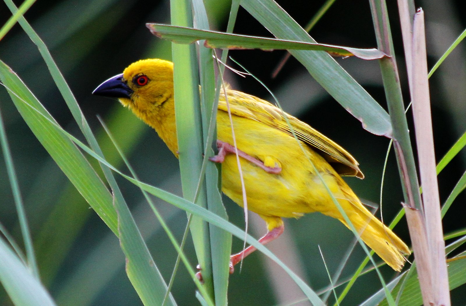 Eastern Golden Weaver (Ploceus subaureus)