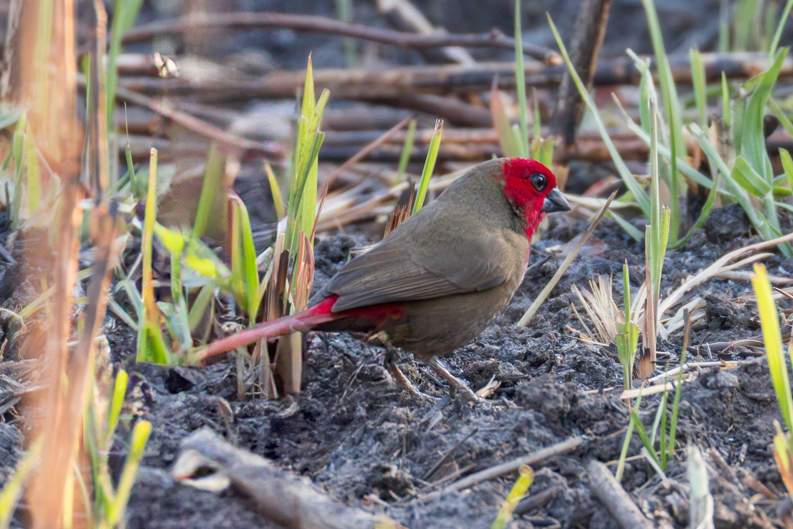 Lesser Seedcracker (Pyrenestes minor)