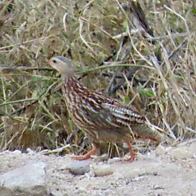 Grey-Striped Spurfowl (Pternistis griseostriatus)