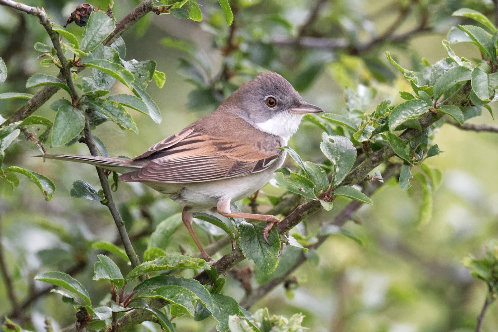 Common Whitethroat (Curruca communis)