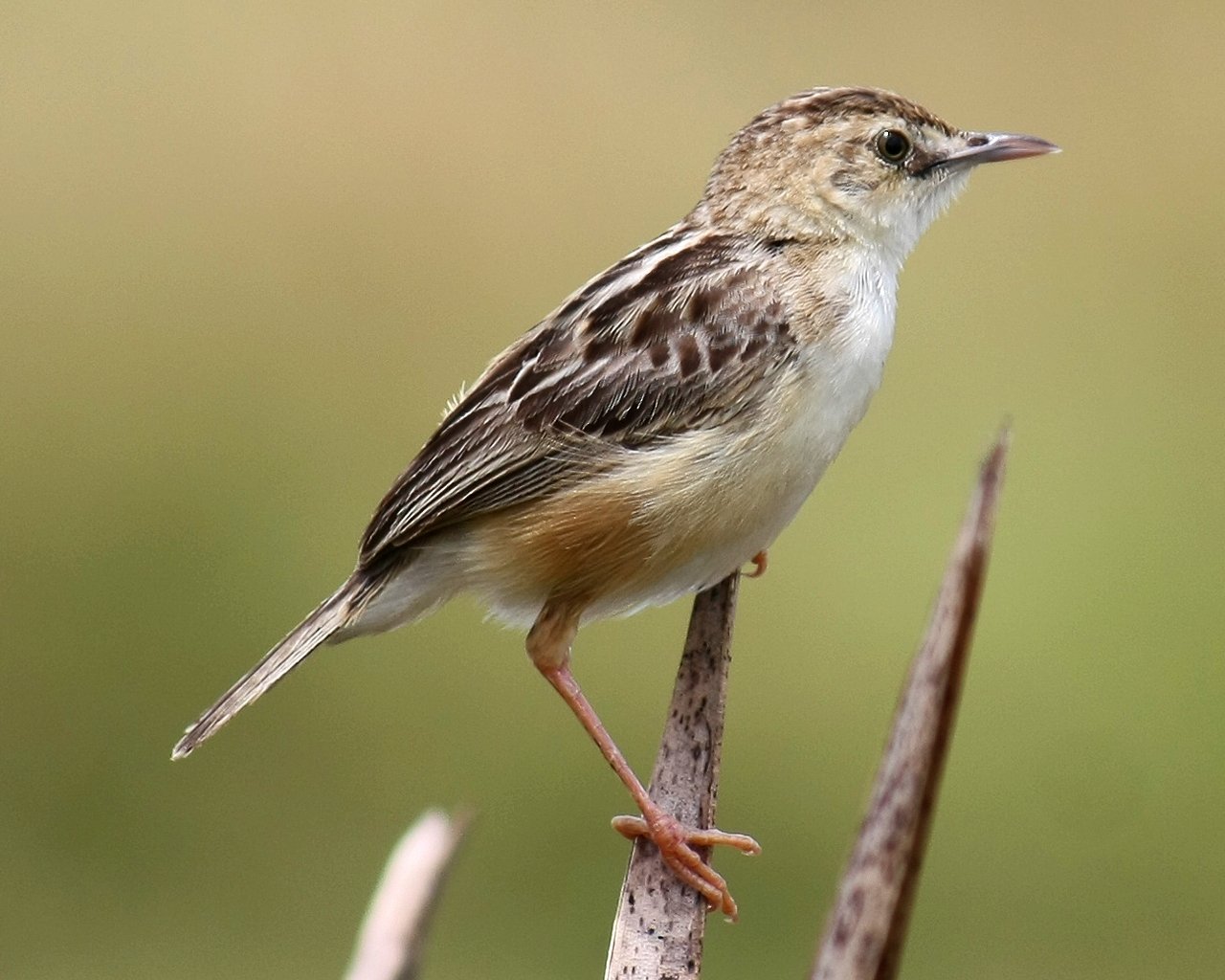 Zitting Cisticola (Cisticola juncidis)