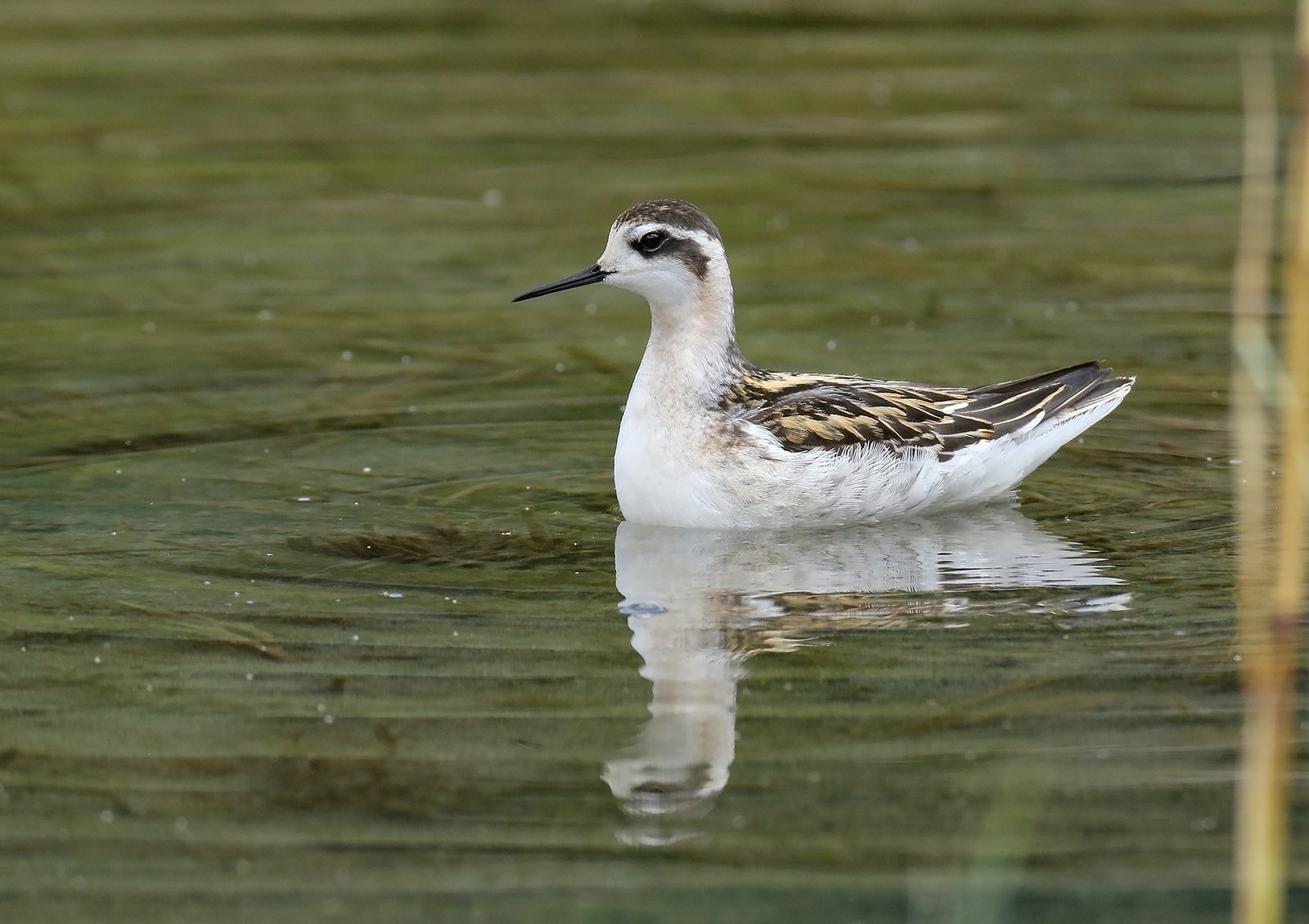 Red-Necked Phalarope (Phalaropus lobatus)