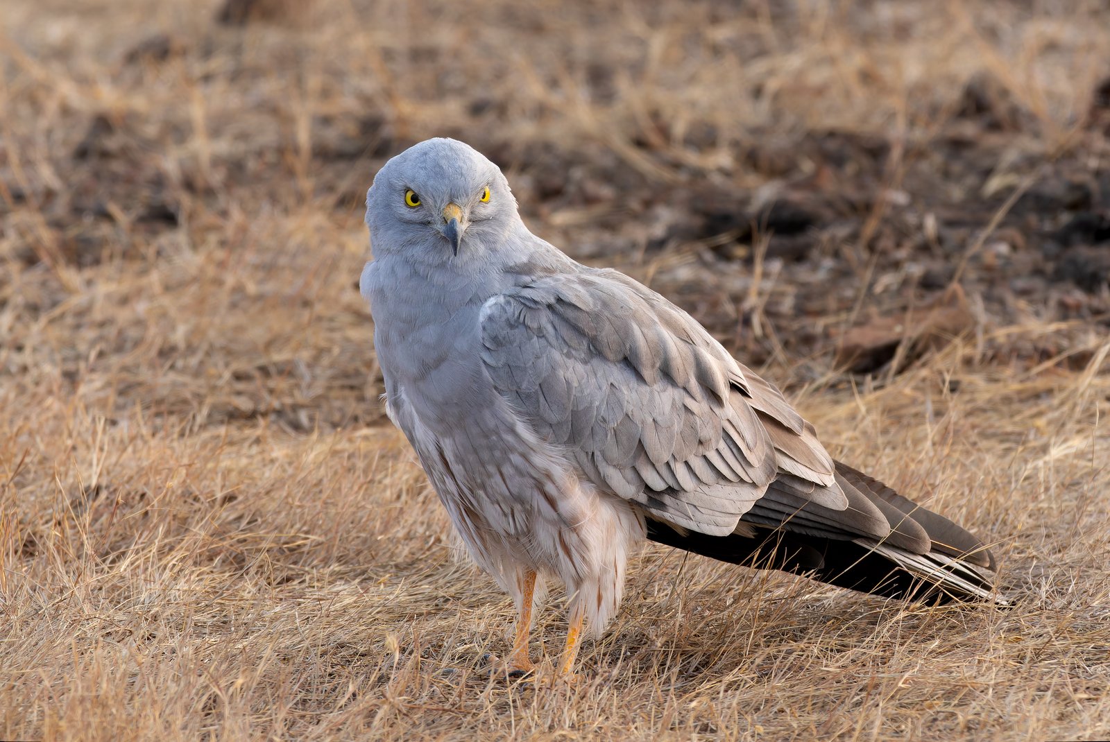 Montagu's Harrier (Circus pygargus)