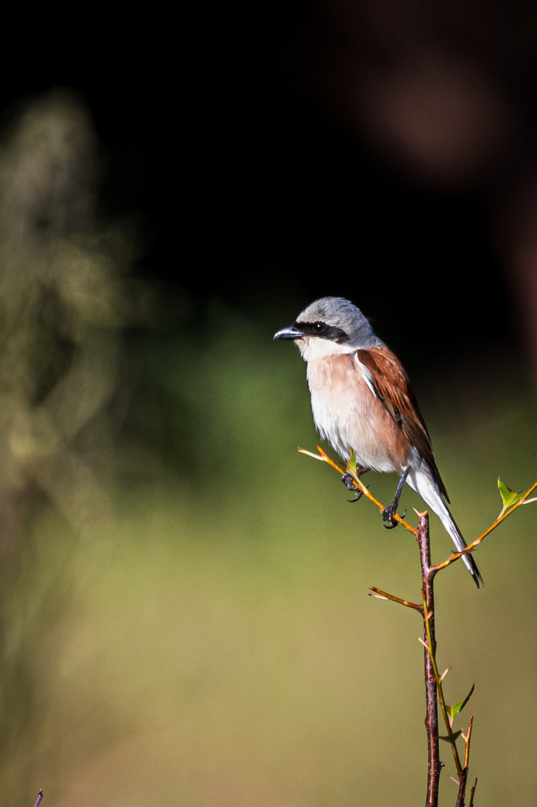 Red-Backed Shrike (Lanius collurio)