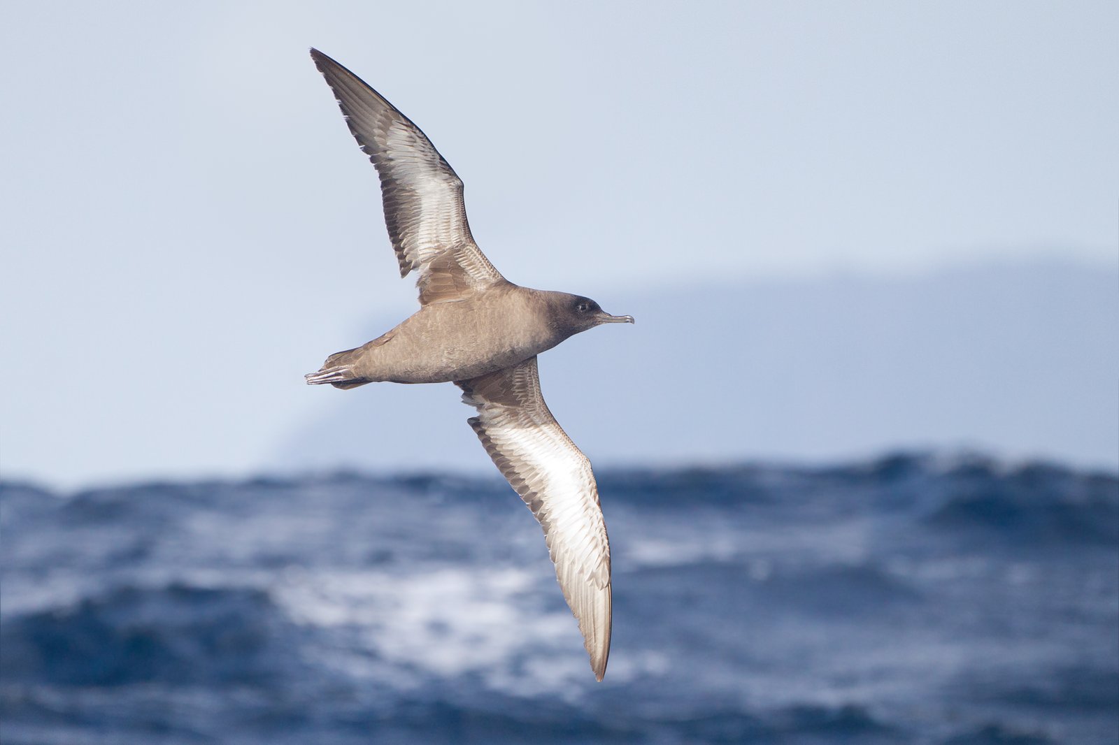 Sooty Shearwater (Ardenna grisea)