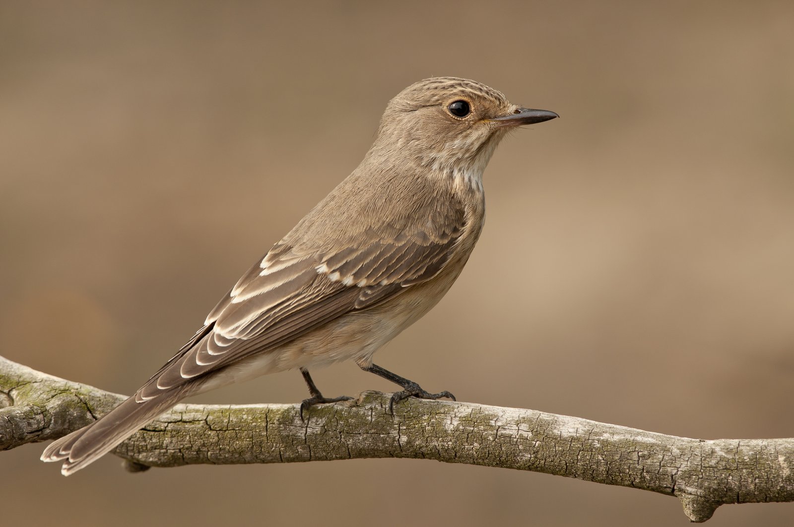 Spotted Flycatcher (Muscicapa striata)