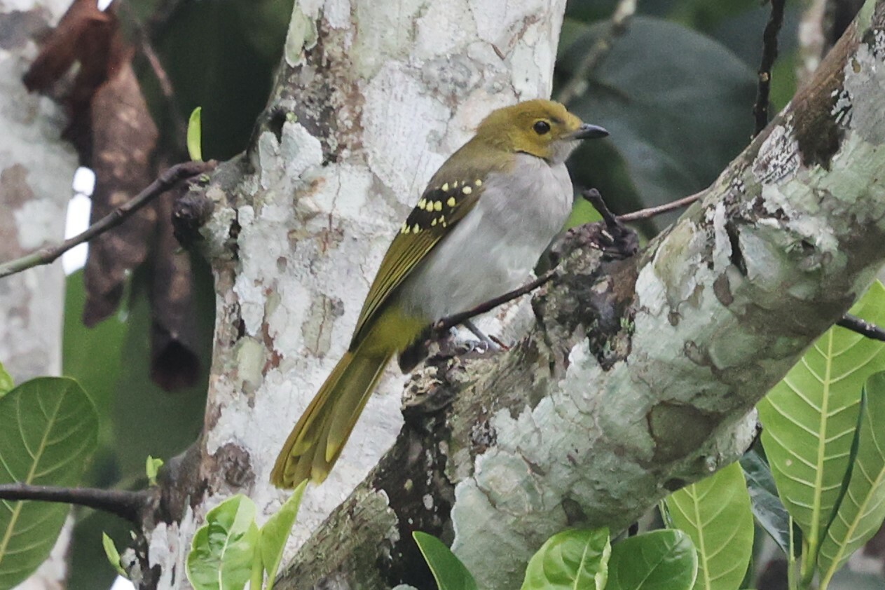 Western Nicator (Nicator chloris)