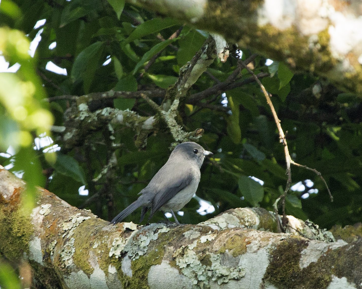 Grey-Throated Tit-Flycatcher (Fraseria griseigularis)