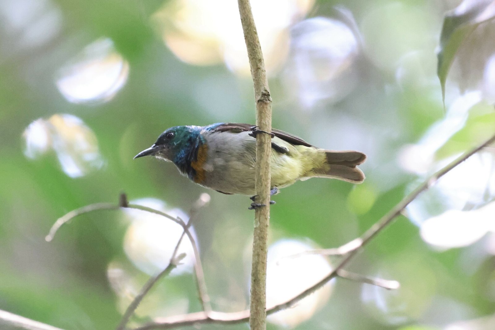 Grey-Chinned Sunbird (Anthreptes tephrolaemus)