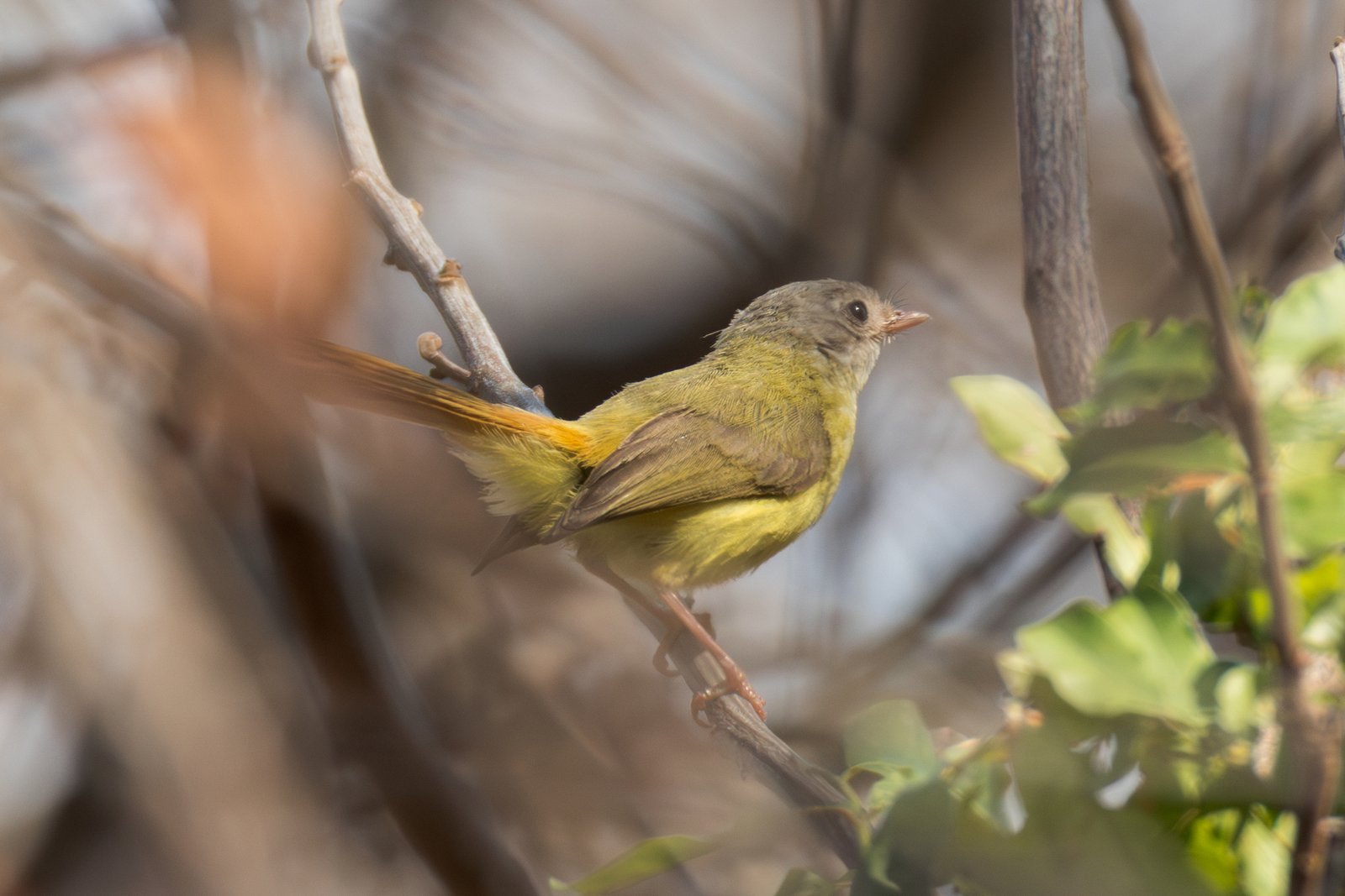 Livingstone's Flycatcher (Erythrocercus livingstonei)