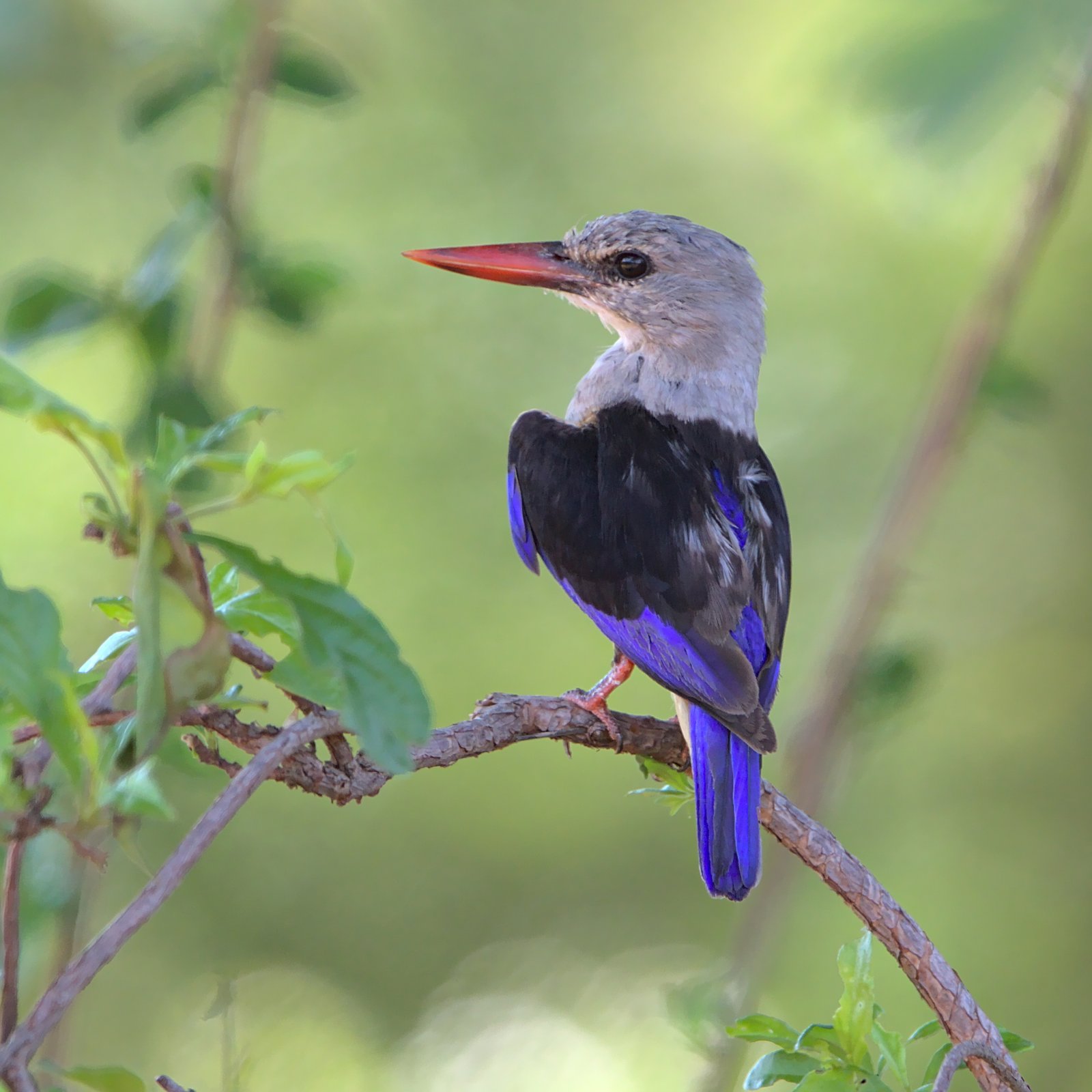 Grey-Headed Kingfisher (Halcyon leucocephala)