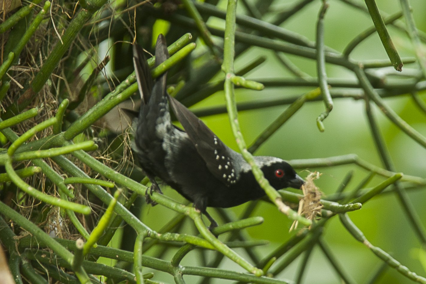 Grey-Headed Nigrita (Nigrita canicapillus)